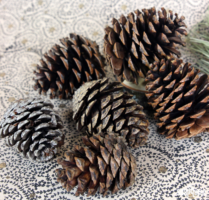 Things to Do with Pine Cones - Turning the Clock Back