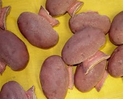 HB Spud UnMolded