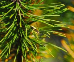 Fir Needles