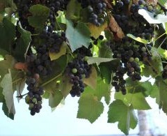 wine grapes