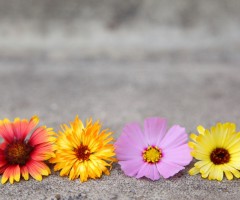 Flowers