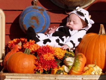 JamisenCow