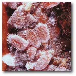 Cochineal Extract