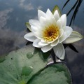 WaterLily