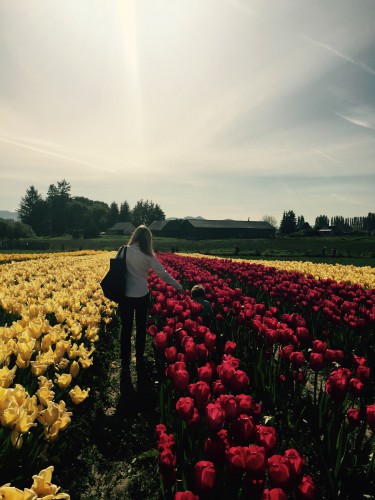 Tulips in Mt Vernon