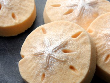 DIY Sand Dollar Bath Bombs