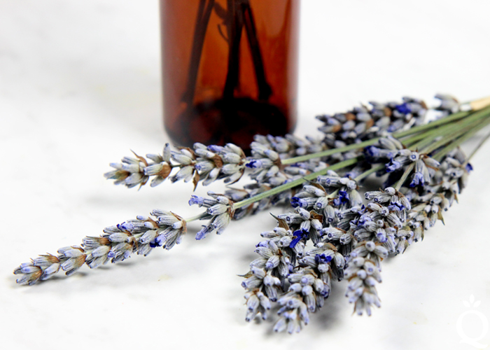 Lavender History