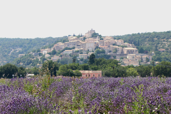 LavenderFineFrance3