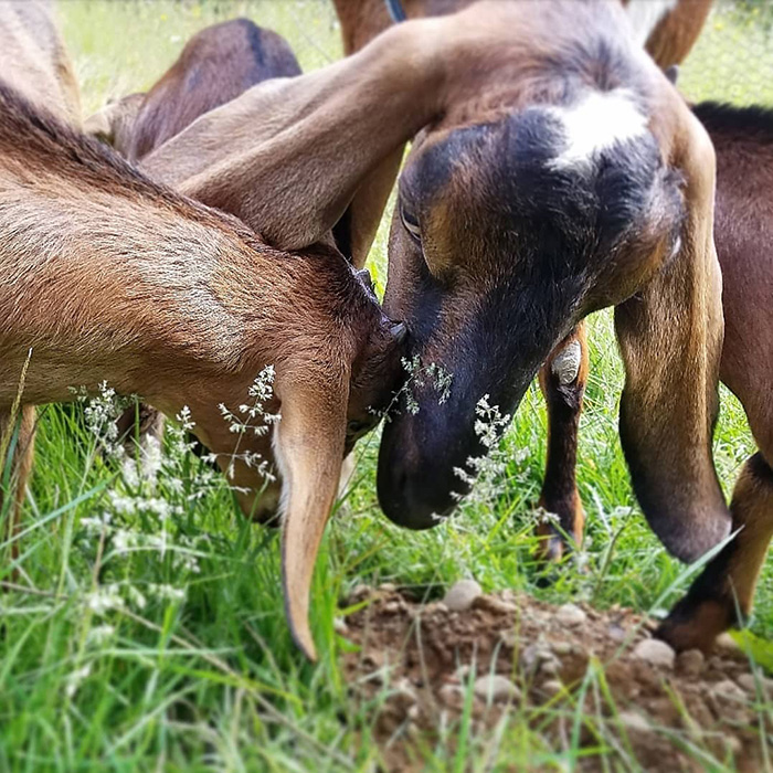 Bearfoot Goats