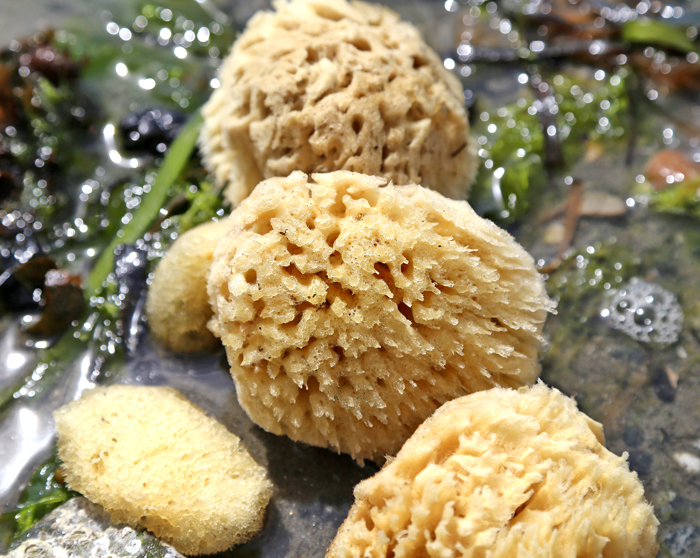 sea sponge spotlight | bramble berry