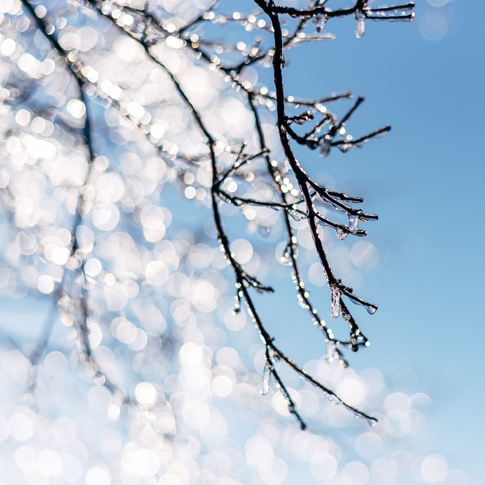 Ice Crystals On A Branch Against Blue Sky